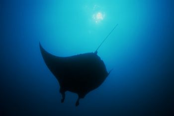Manta Ray , Mozambique.F100 & 14mm by Gregory Grant 